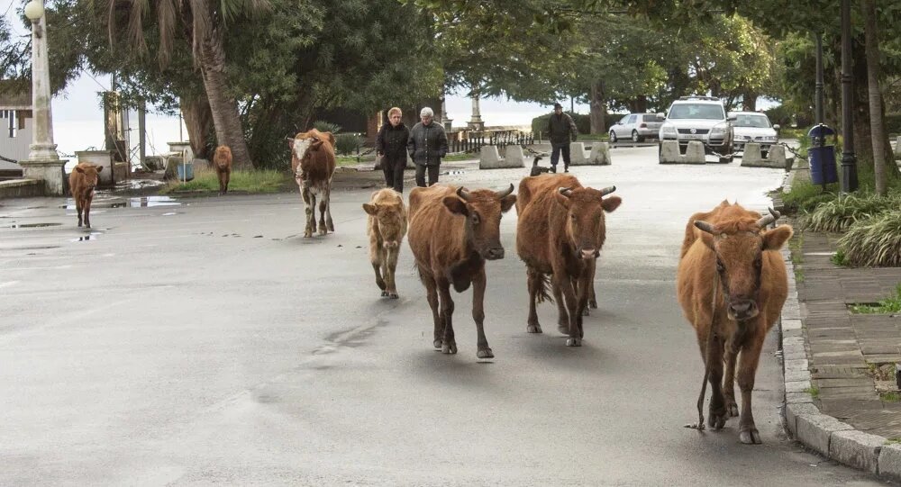 Священные коровы Абхазии