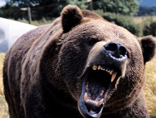 Мощность пули 9 мм ПМ: кинетика против медведя? | "Стальной кулак" | Дзен