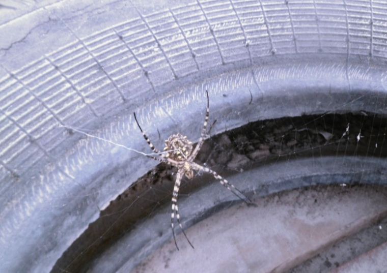 фото мое . вот такие пауки есть у нас в городе