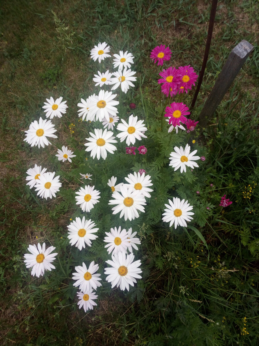 Это мой пиретрум. Скромненькие цветочки. И начала я от их самосева ... избавляться...