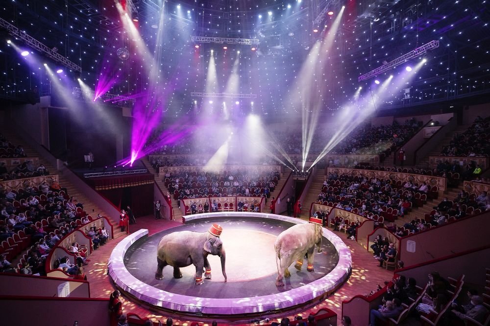 Сегодня есть представление в цирке. Сегодня есть представление в цирке. Сегодня есть представление в цирке. Сегодня есть представление в цирке. Шоу гии эрадзе королевский цирк.