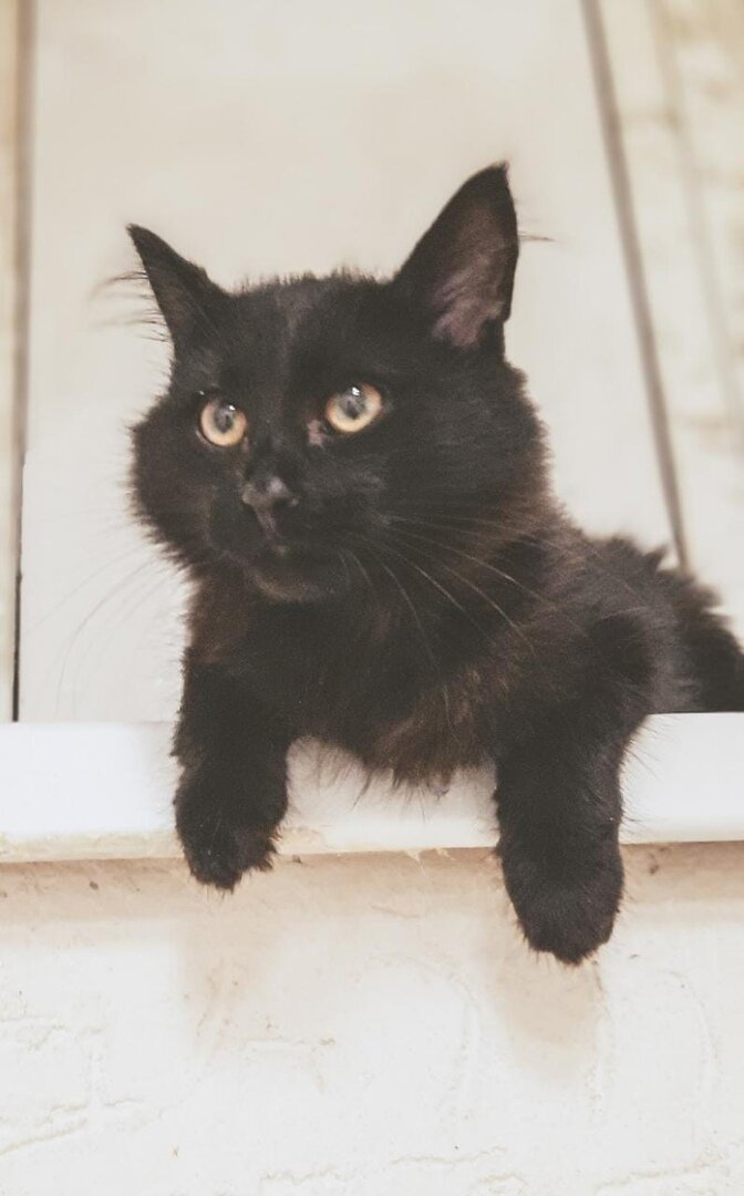 Коржику 4 мес. (он еще в приюте)