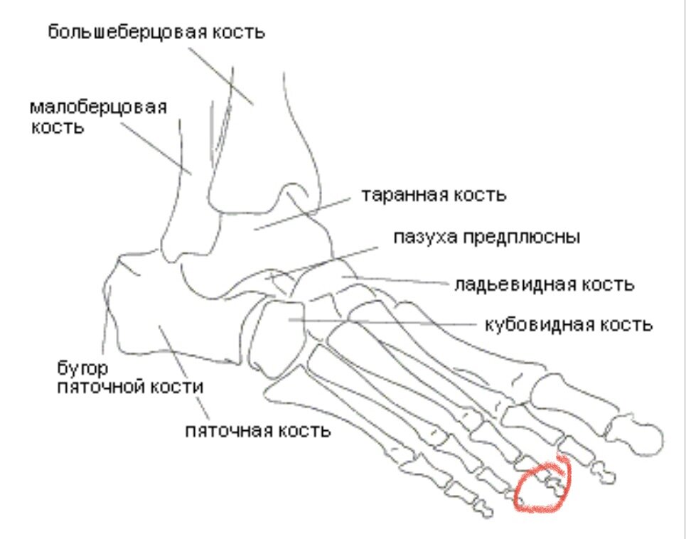 Кости подошвы