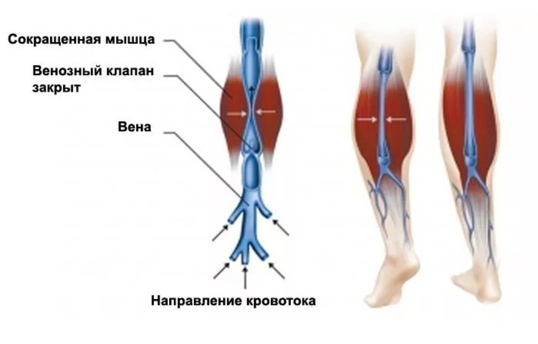 Дополнительная вена
