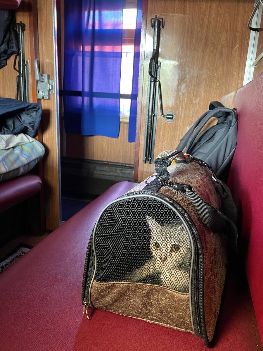 Первое знакомство с поездом