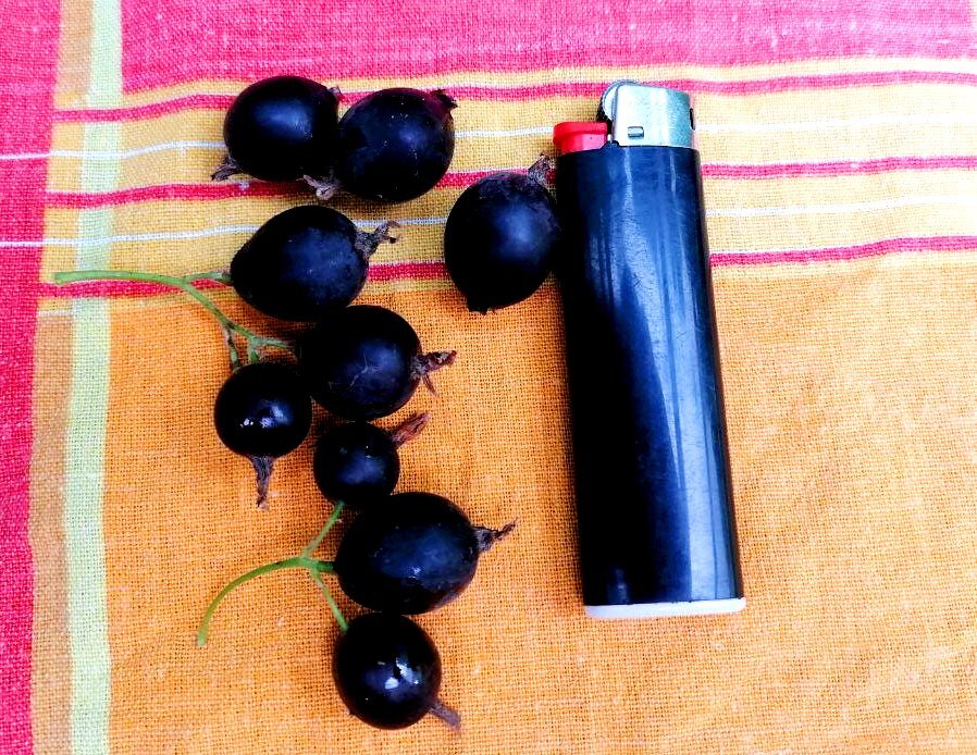 Размер ягод