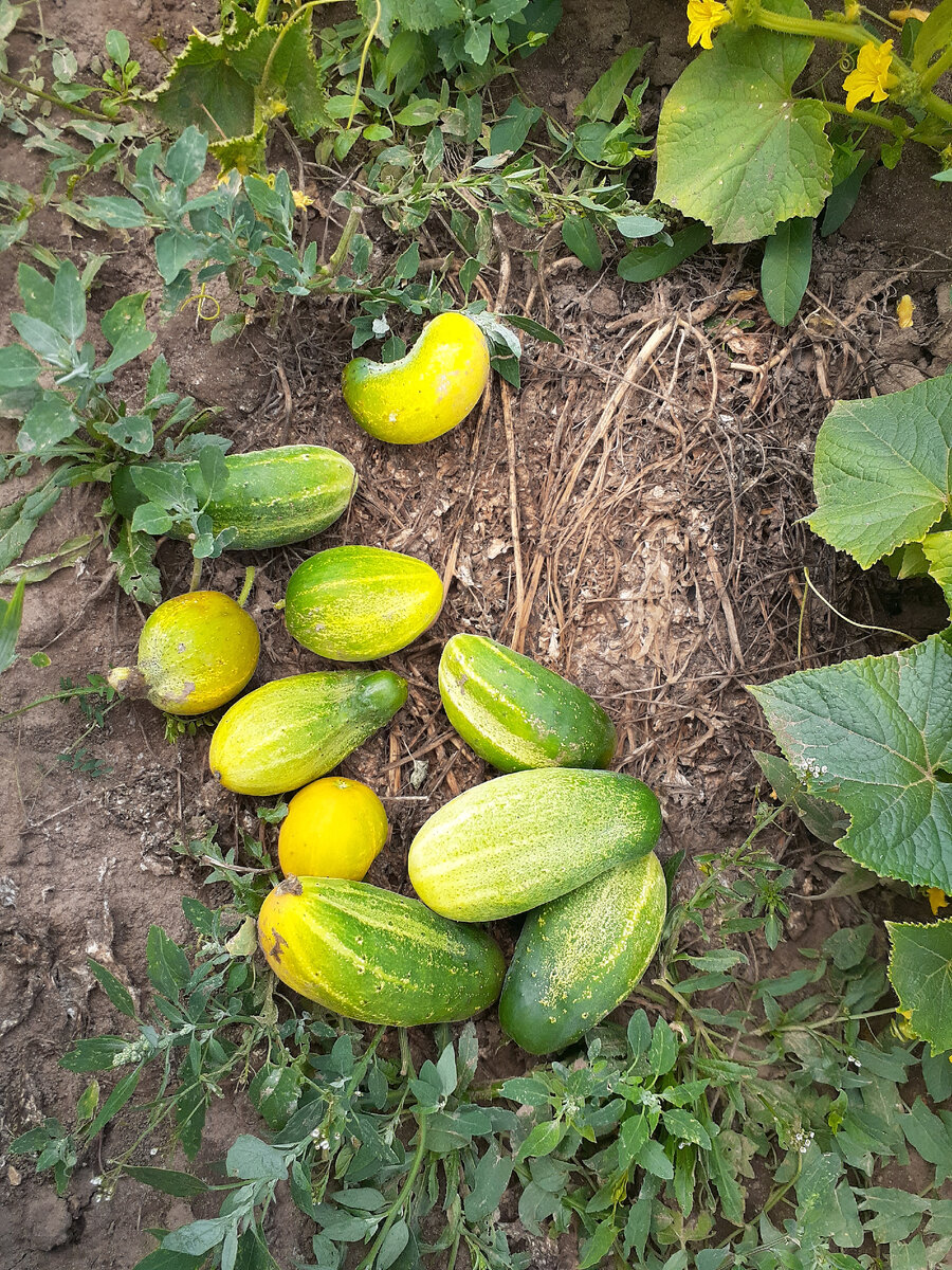 Кривые огурцы. 