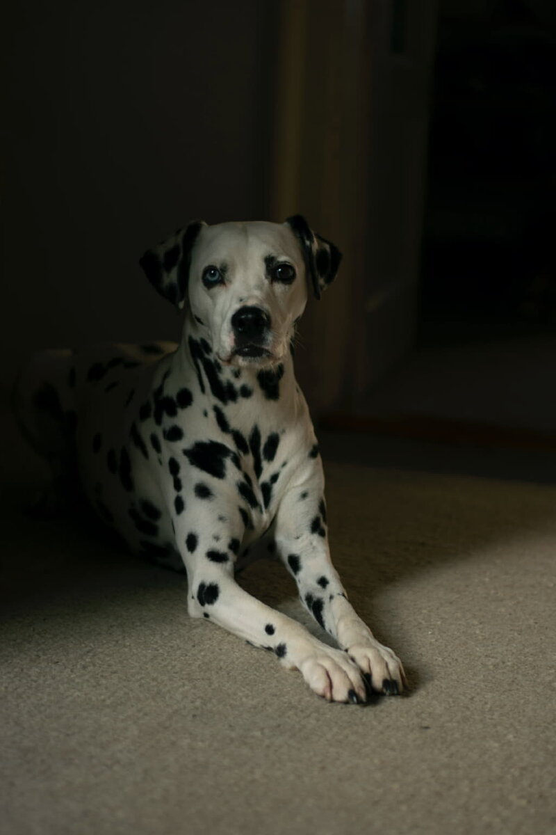 https://kisapes.ru/dogs/dalmatian/