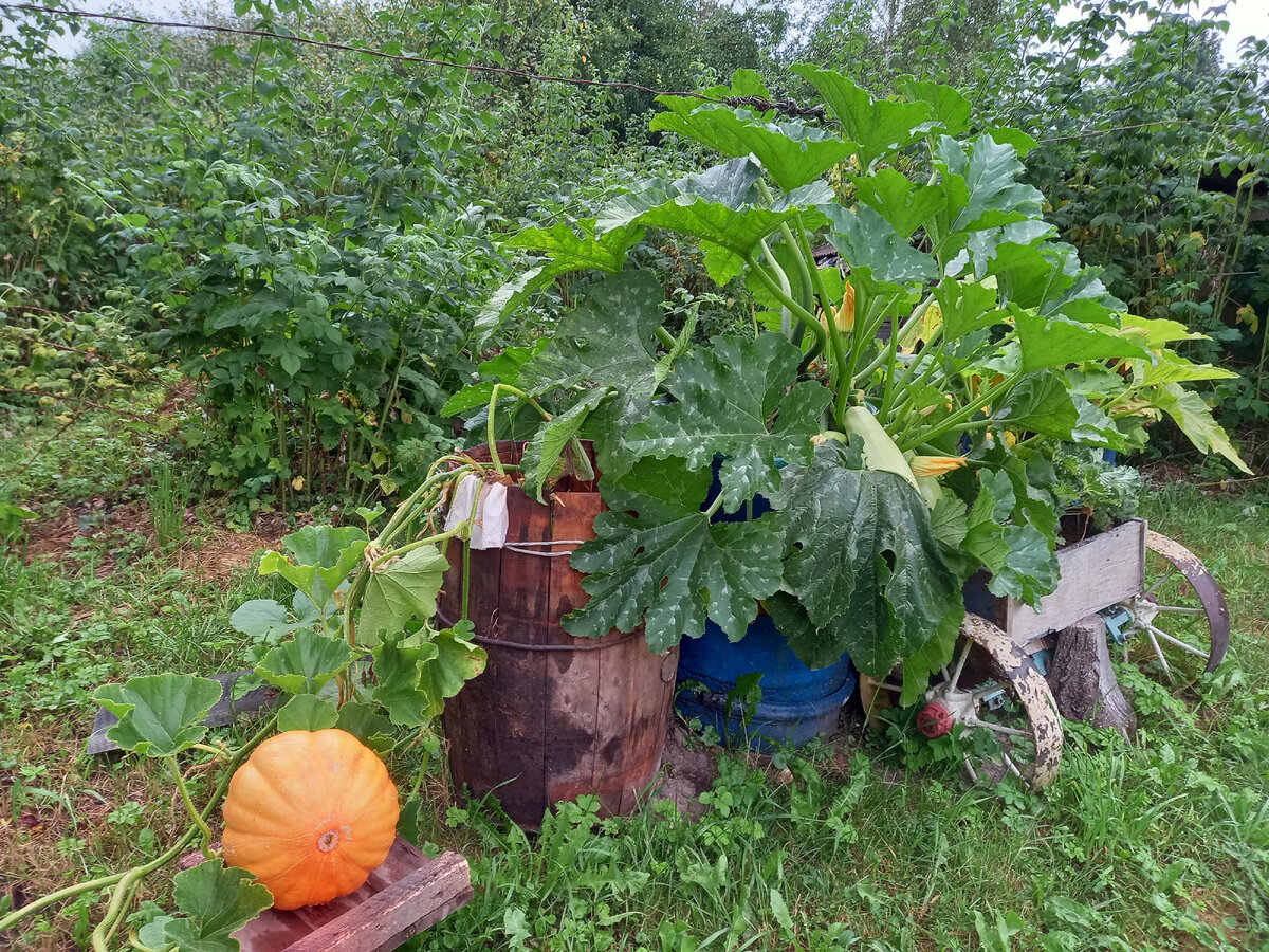 Овощная клумба соседки