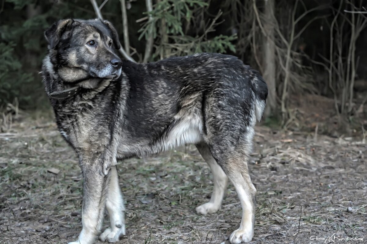 Похожа на Найду. Источник - интернет.