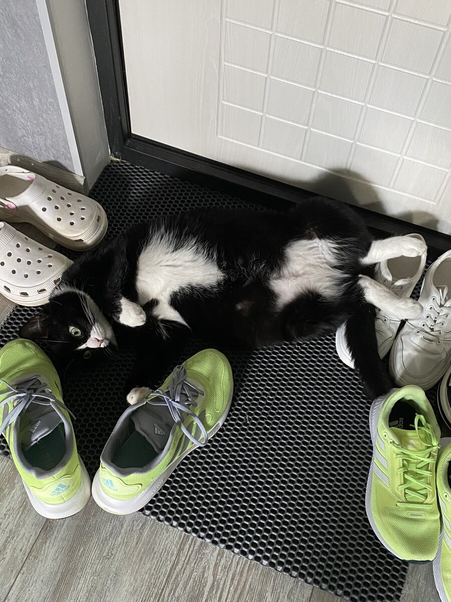 Так как они очень ленивые, место они тоже не выбирают где прилеч))