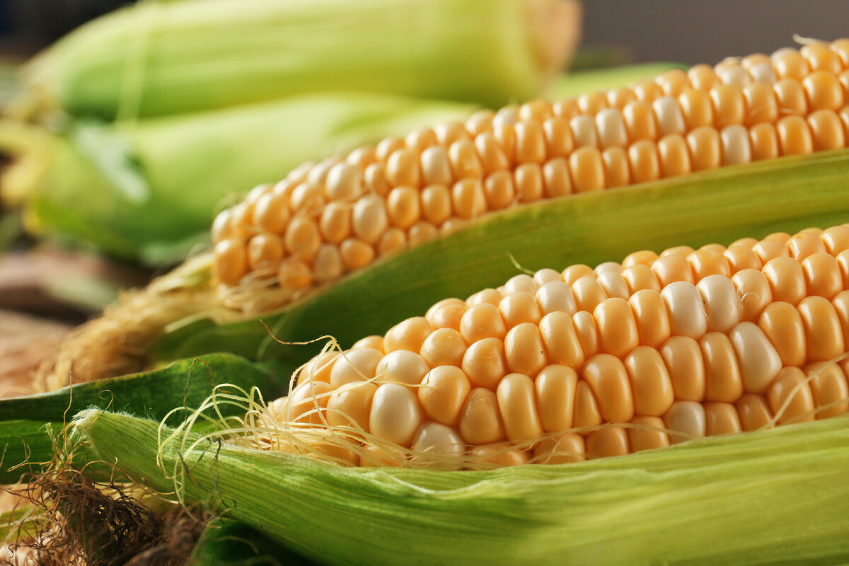 Фотография из открытых источников