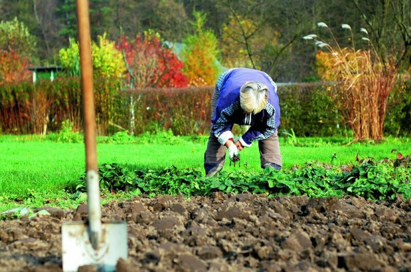 Луна растет 15-29 сентября. В периоды растущей Луны благоприятны посадки, прививки, укоренения, удобрение.