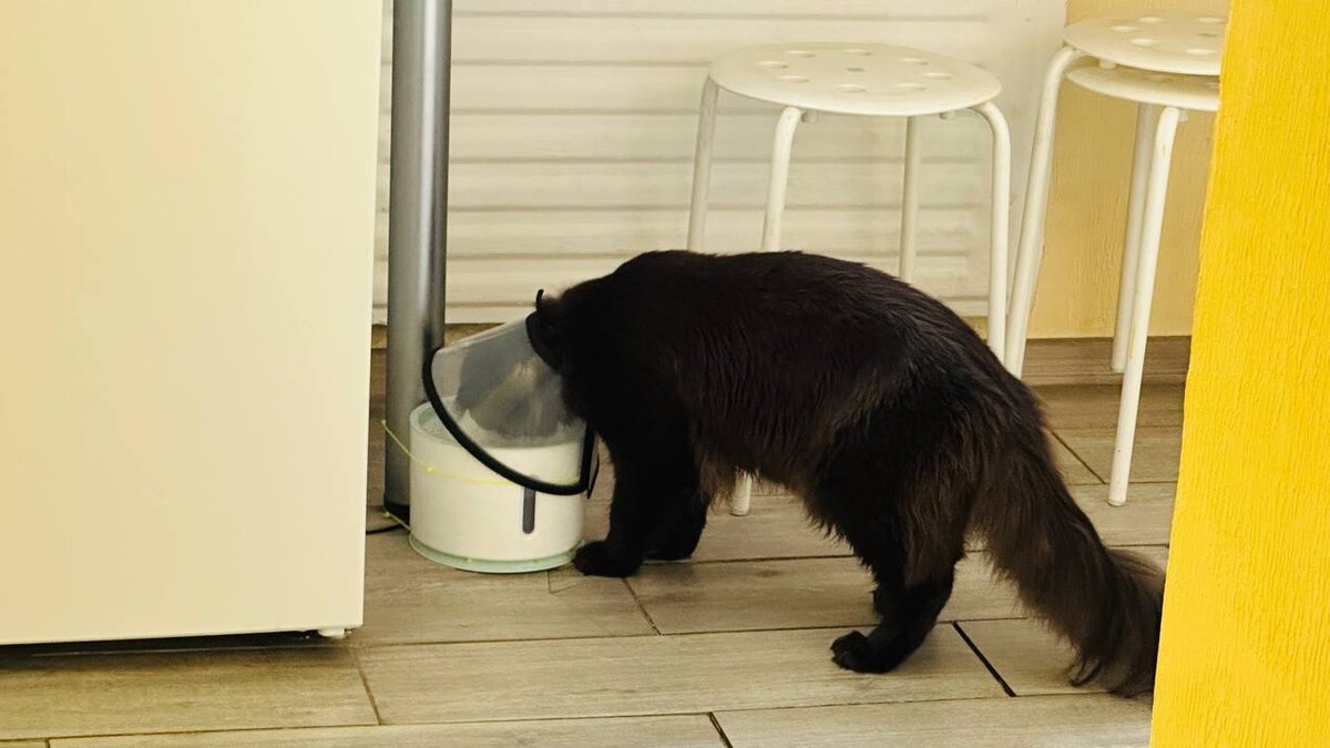 мейнкун после кастрации в воротнике пытается пить воду