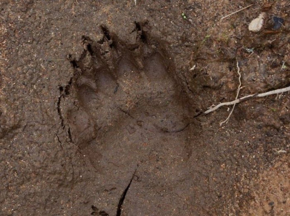    След косолапого. Фото: @id546783374