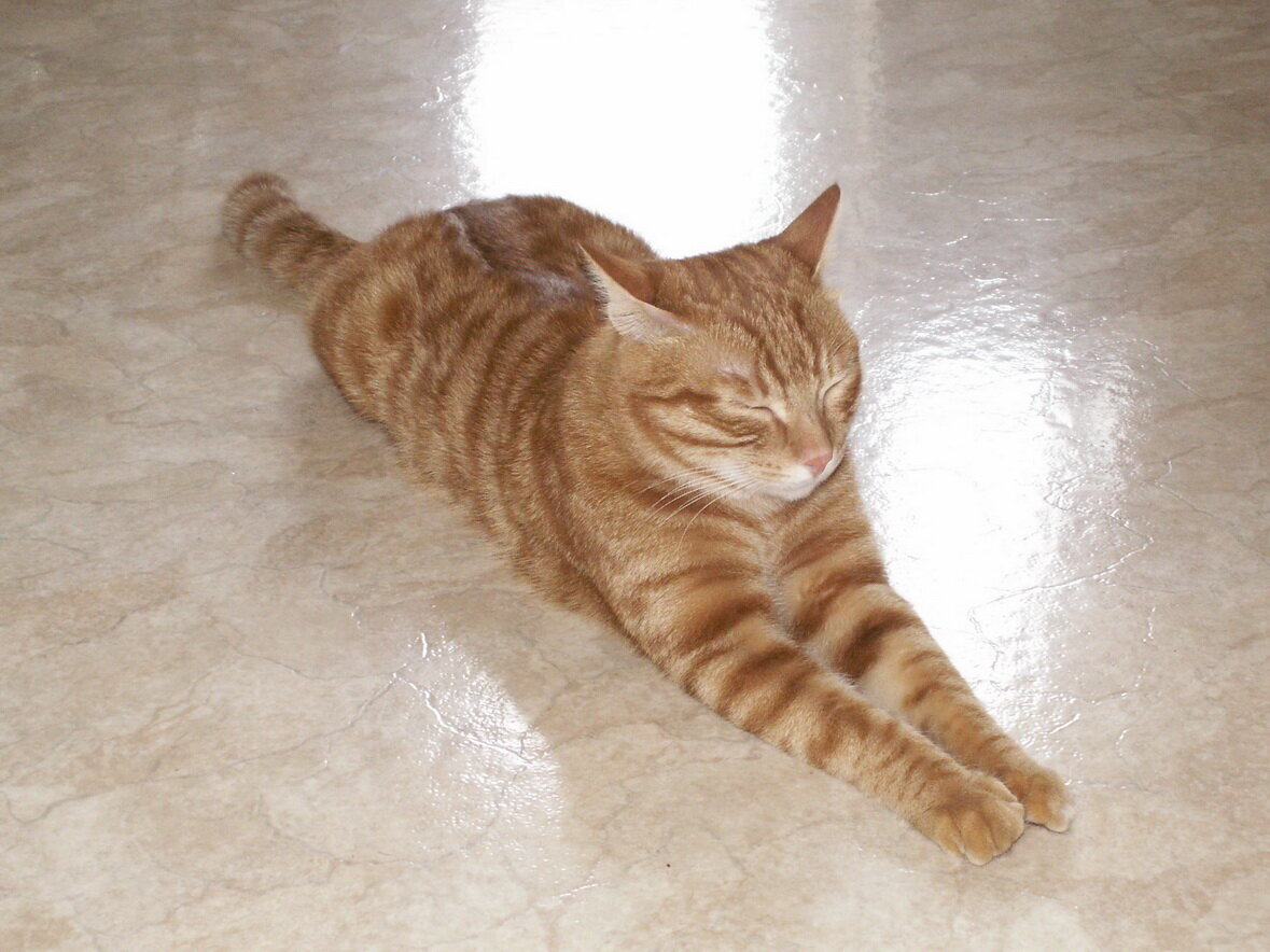 Вылитый страж древнеегипетских пирамид