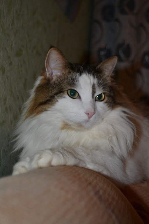 А мордаха то невинная