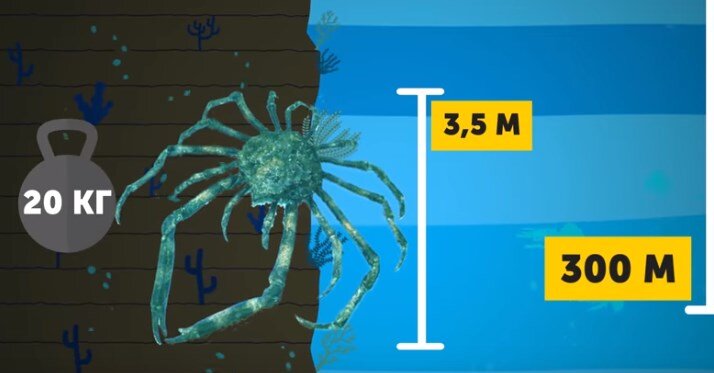 Краб - паук, частый гость фантастических фильмов