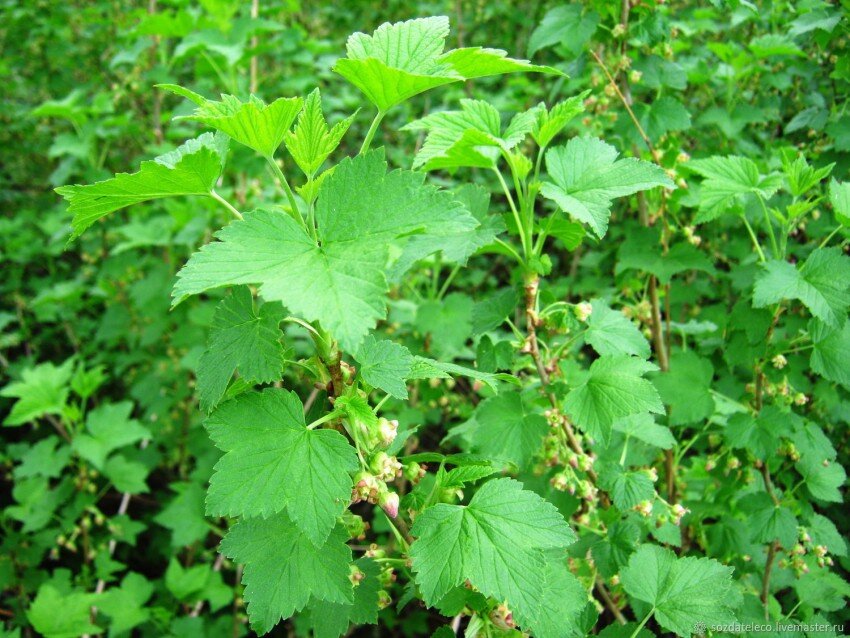 https://vserastenija.ru/wp-content/uploads/2018/07/listya-smorodinyi-29.jpg 
