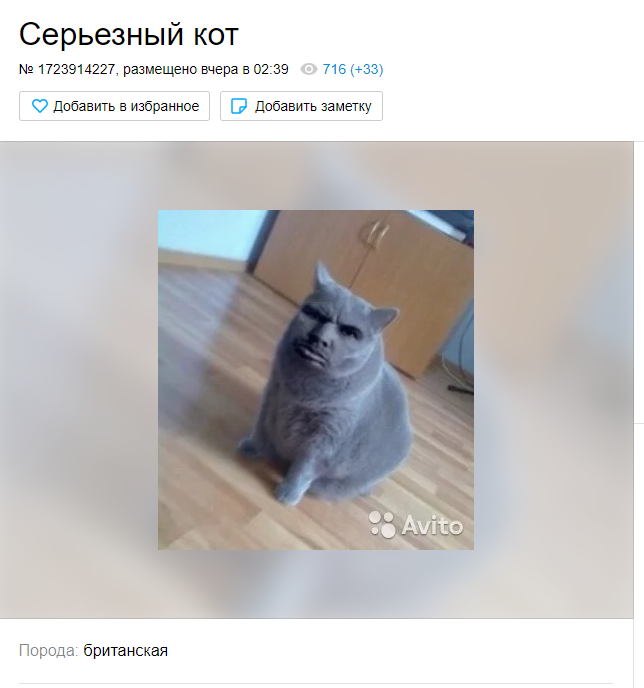 Морду "серьезного кота" серьезно отфотошопили.