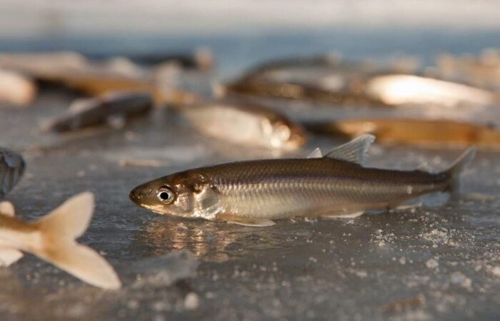 Фото рыбы на льду зимней рыбалки - красота зимней рыболовной прогулки