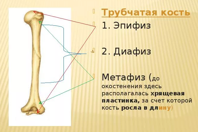 Схема трубчатой кости