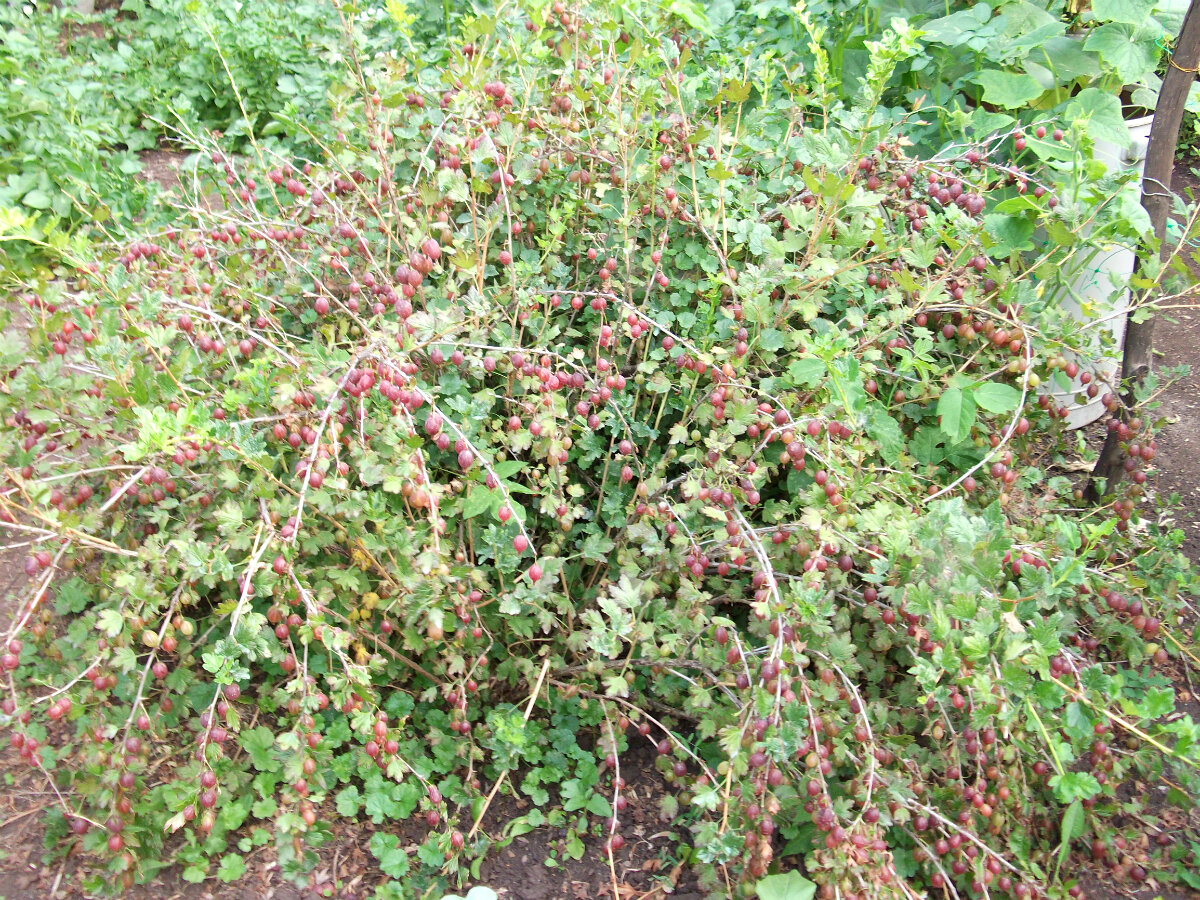 Крыжовник с объеденными пилильщиком листьями