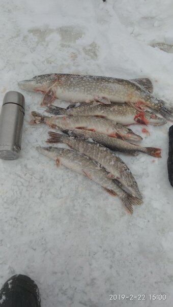 Эти щукари пойманы на жерлицы, с той  же 5см глубины! многие не верят)