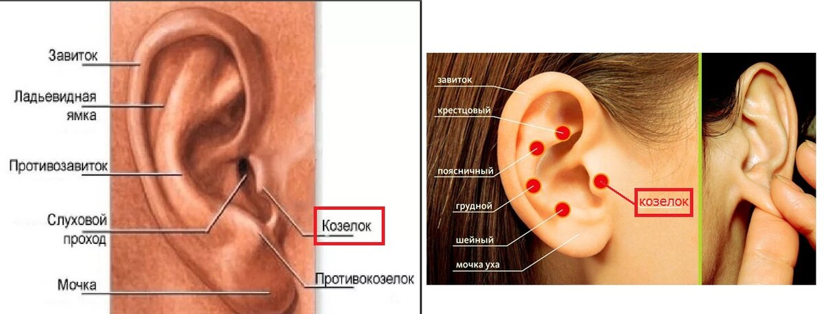 Щелкает козелок уха - Отоларингология - - Здоровье nate-lit.ru