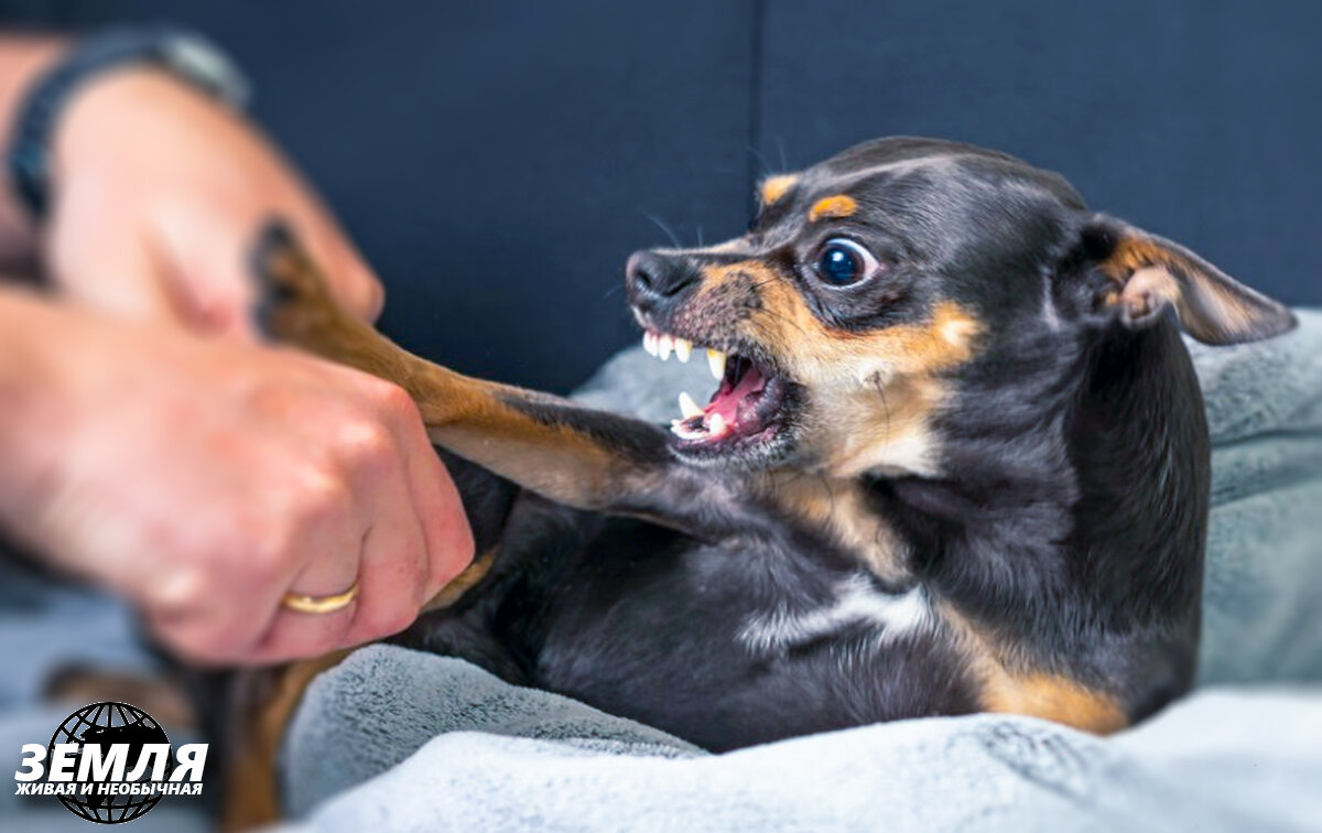 Передача бактерий и инфекций