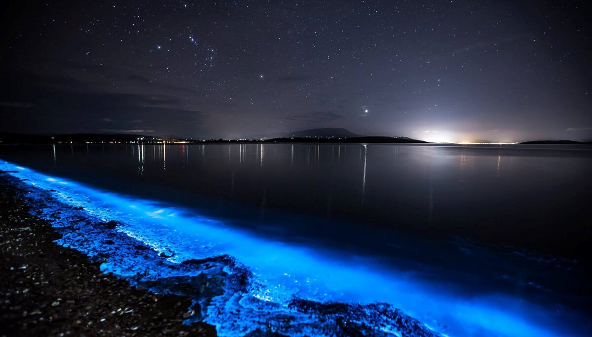 Планктон светится в море