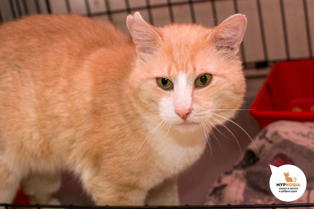 Руфино найден на улице. ВЛК, ВИК, вывих сустава - требуется лечение. Пристраивается одним котом в семью. Ласковый, человеколюбивый, контактный, умнейший кот.