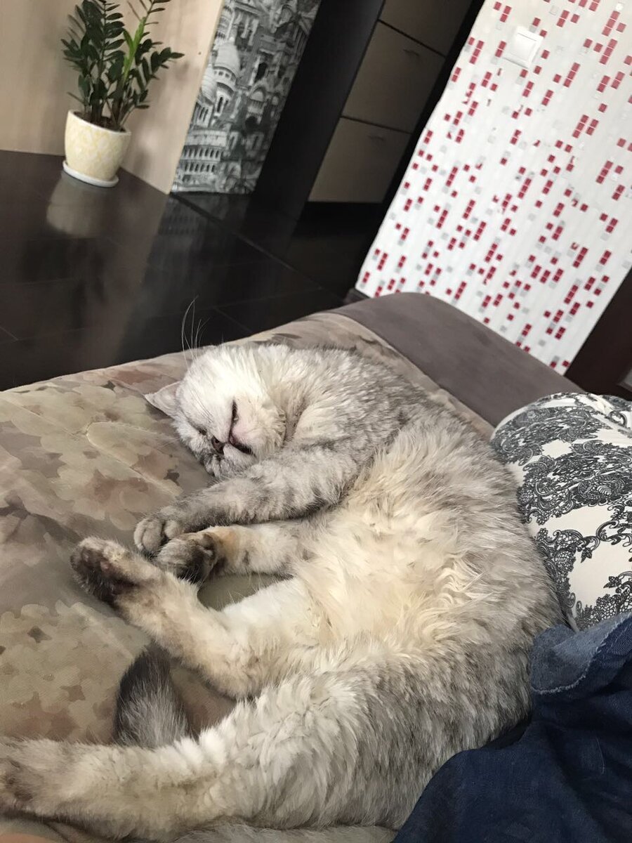 Все изменилось, когда у них появился ребенок. С тем, как рос их сын, возрастало и количество отведенных мне тумаков. Почему так было? Честно, не знаю.. Их раздражало все, что связано со мной. Кресло, на котором я всегда спал, со временем, перестало принадлежать мне. Меня вечно сгоняли от туда. 