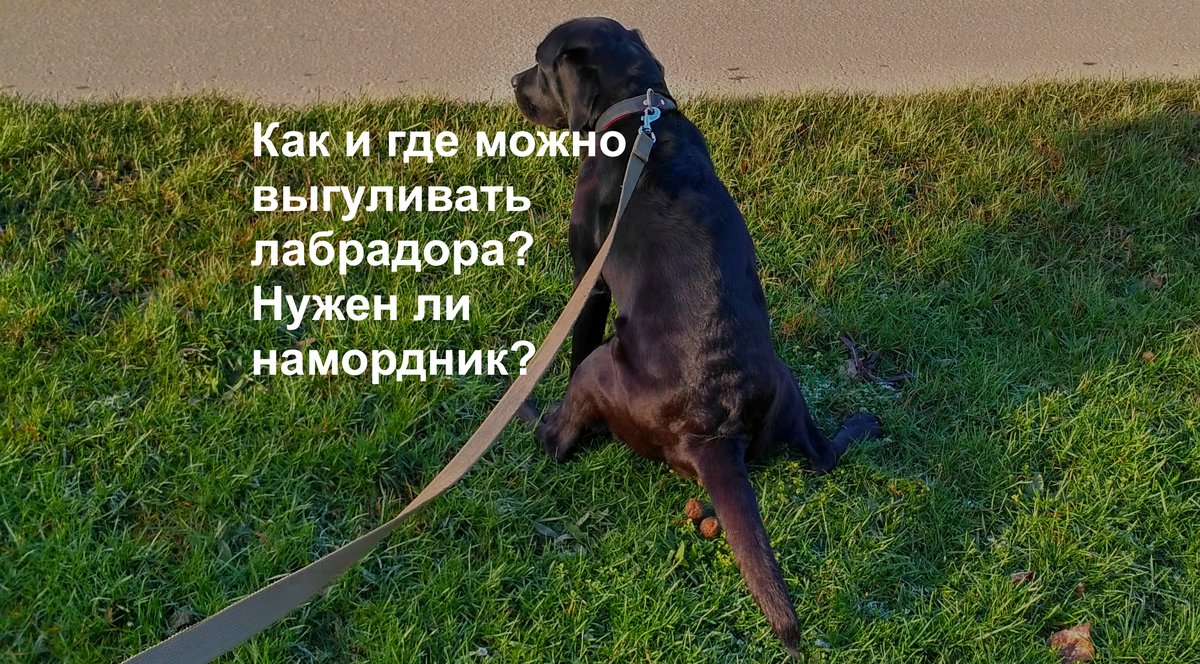 Лекси делает свои "дела", за ней после этого всегда убрано! 