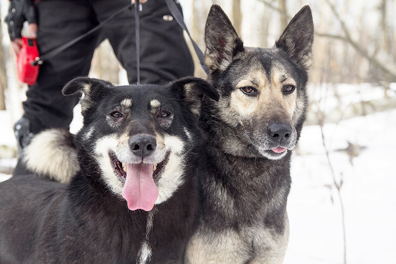 Слева Ника, справа Ирма
