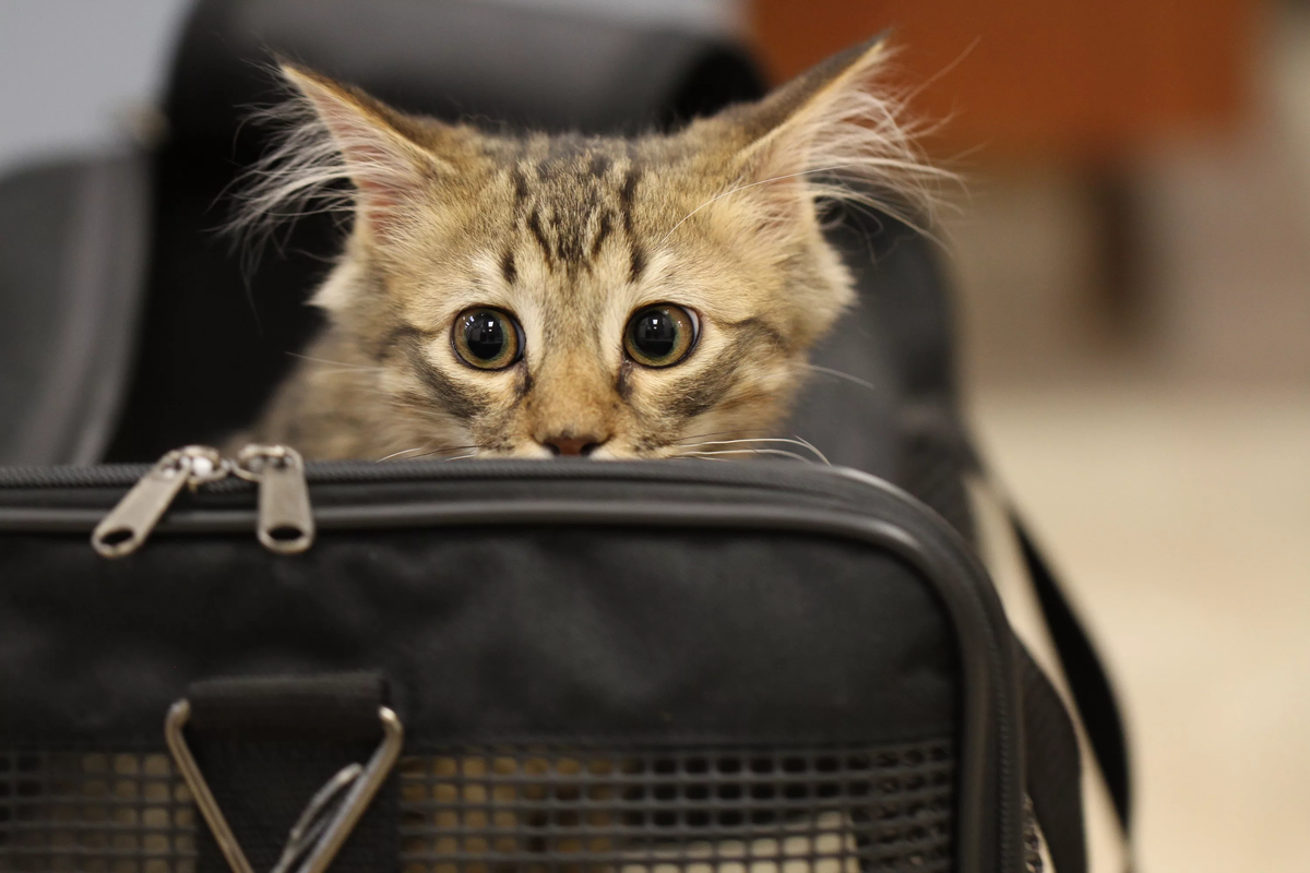 Из поиска Яндекс