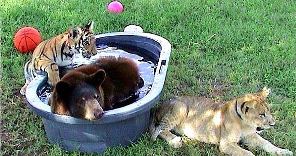 источник  https://fishki.net/2058437-umer-lev-leo-druzhivshij-i-zhivshij-15-let-s-druzjami-medvedem-i-tigrom.html