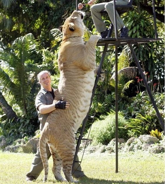 Лигр или самая большая кошка в мире