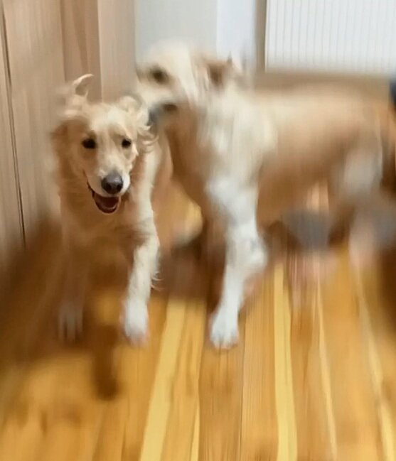 Куба и его сестра Лайма "зажигают"