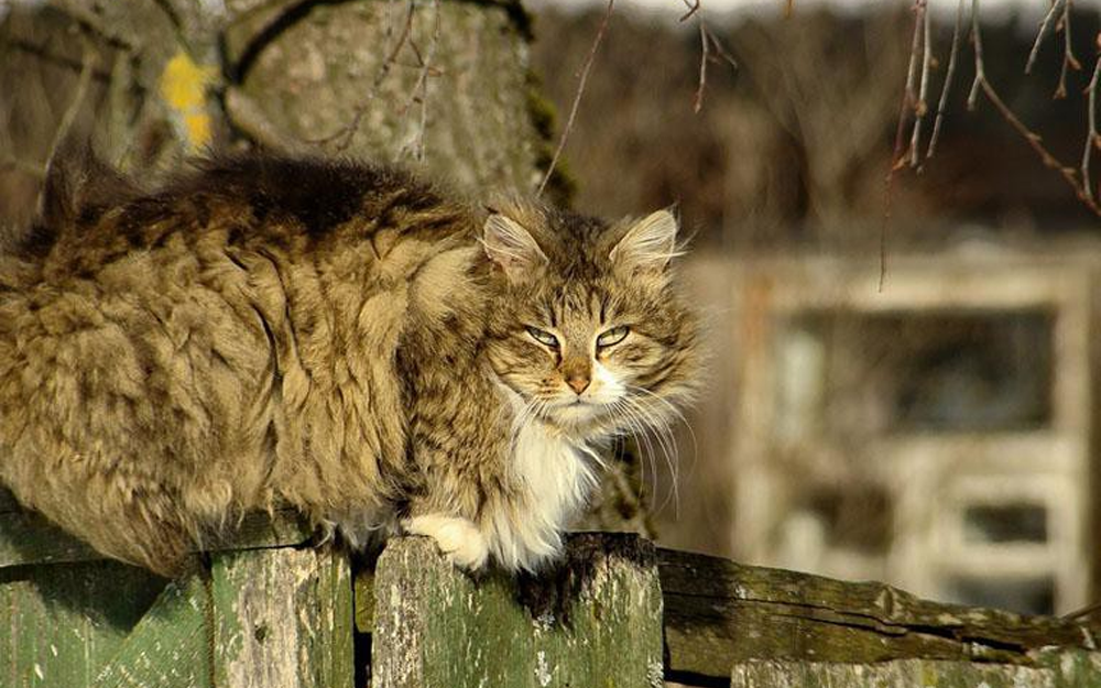 Кот васька белый. Деревенская кошка. Кошка в деревне. Котята Деревенские. Кошки обычные Деревенские.