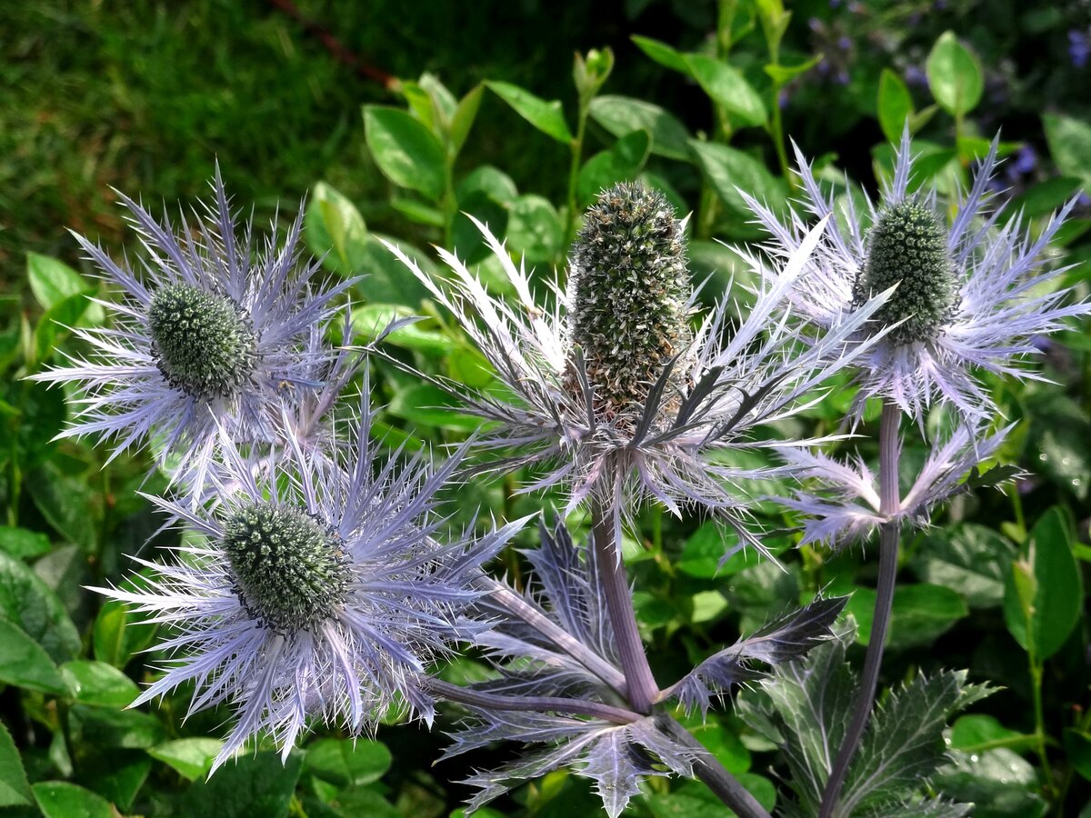 РЎРёРЅРµРіРѕР»РѕРІРЅРёРє Eryngium alpinum