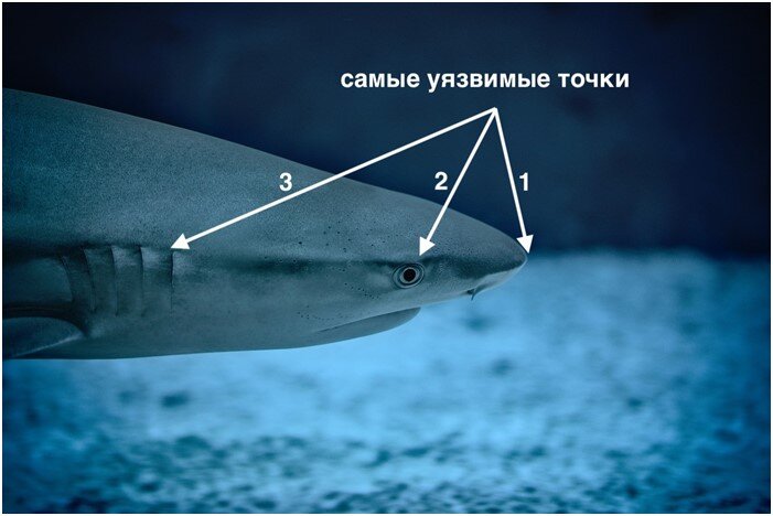 Мышцы акулы