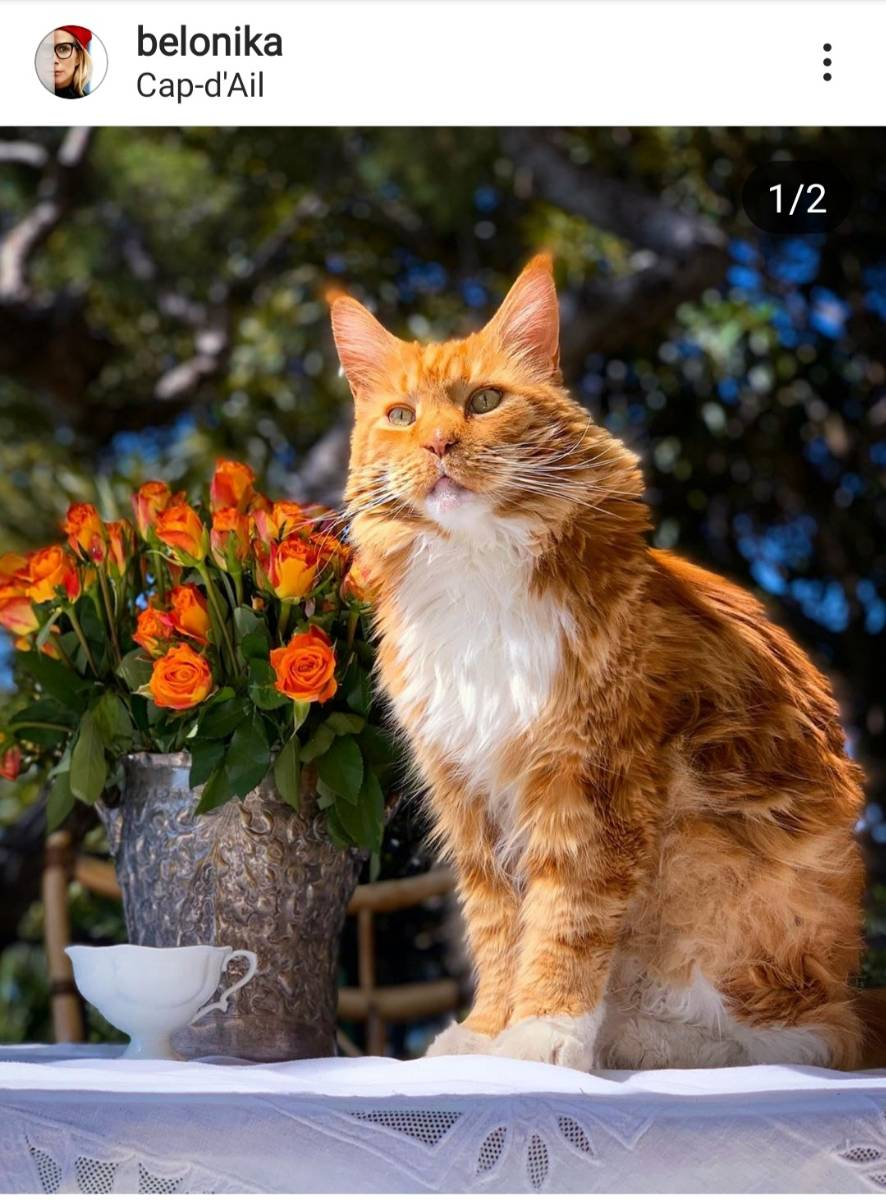 Скриншот из инстаграма https://www.instagram.com/belonika/