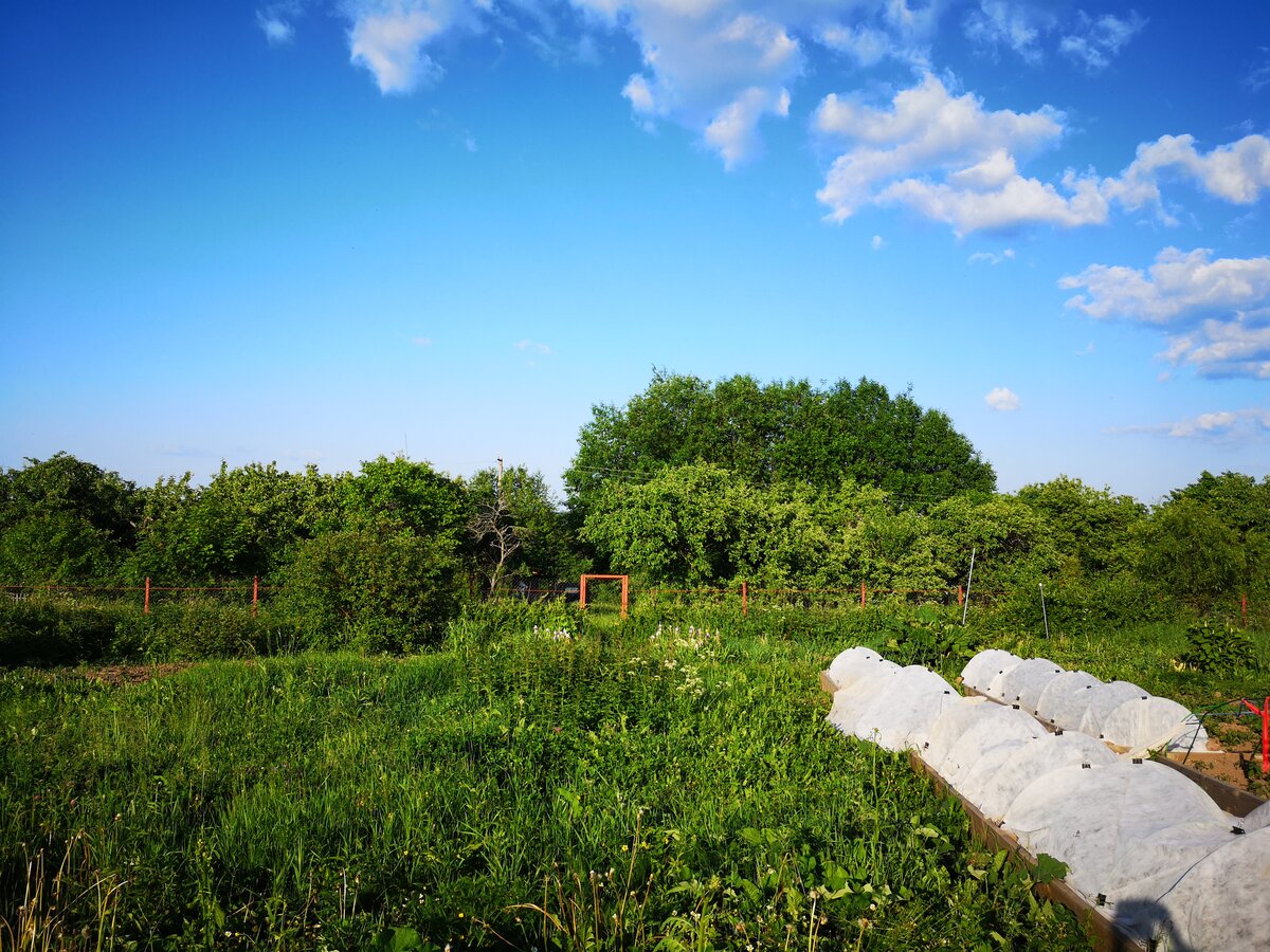 Вот так выглядит огород в деревне,если месяц не косить