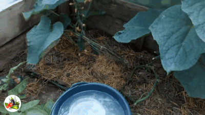 гибриды Ф1 Герман