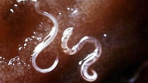 фото с сервиса Яндекс картинки