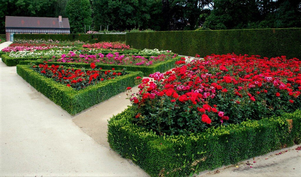 Клумба из кустов роз. Клумба из кустов роз. Моноклумба розарии. Клумба из кустов роз. Клумба из кустов роз.