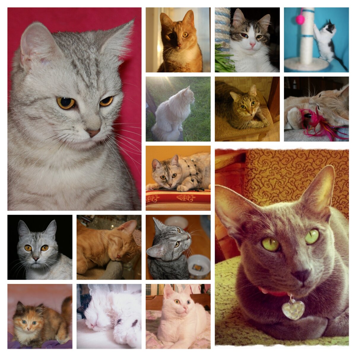 Кошки мои и моей передержки