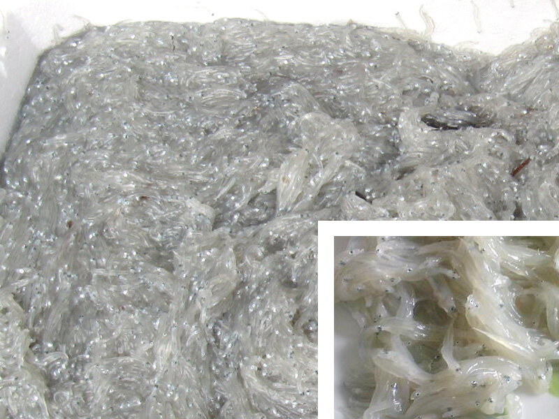 Свежие мальки