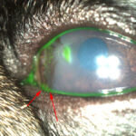 Несколько жестких шерстин трут глаз мопса, провоцируя рост коричневых пятен (пигмента).Красными стрелками указан заворот век в уголках глаз. Как следствие у этой собаки также начал расти коричневый пигмент на глазу
